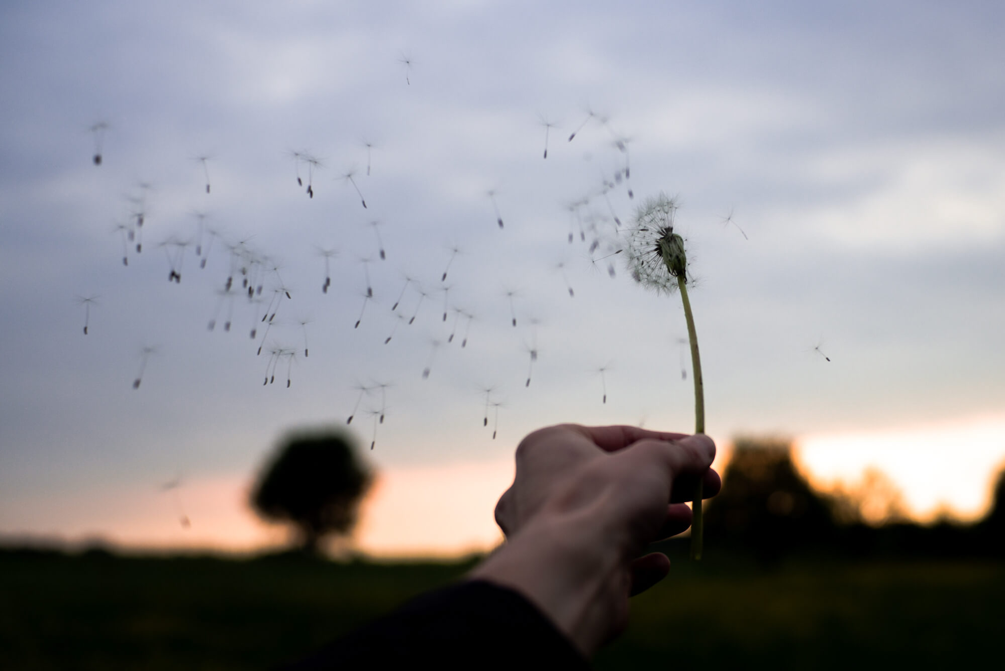 Jemand pustet die Blüten einer Pusteblume ab.