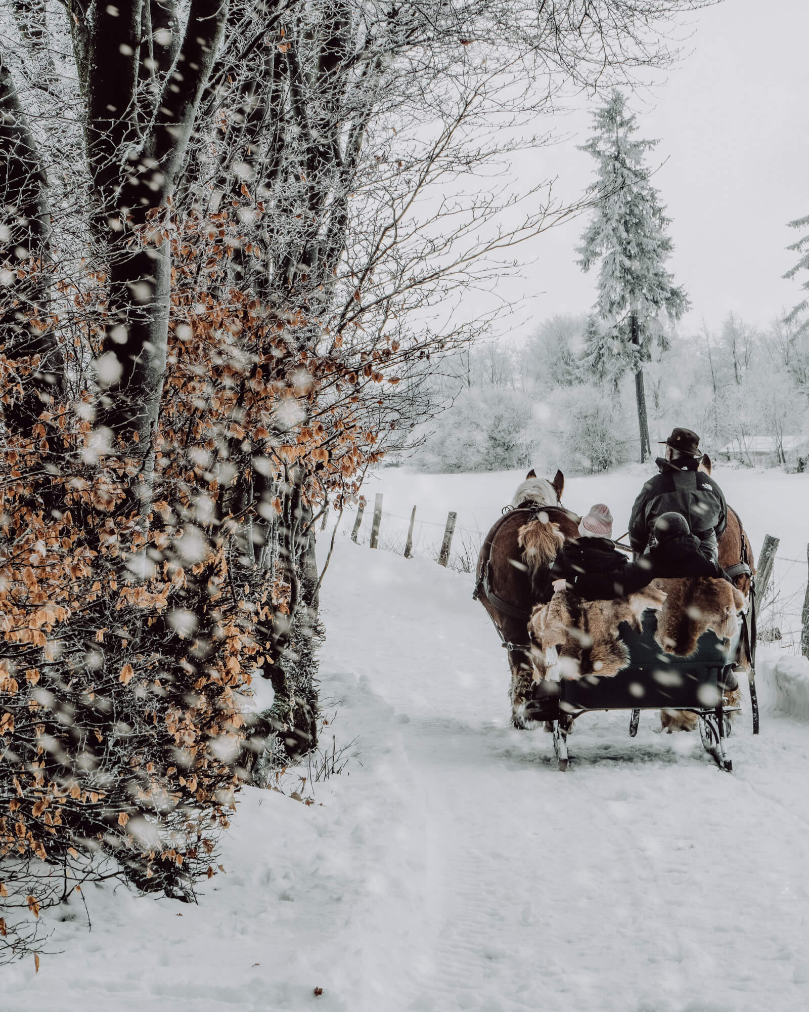 Im Winter organisieren wir gerne auch ein Pferdekutschenfahrt durch den Schnee.